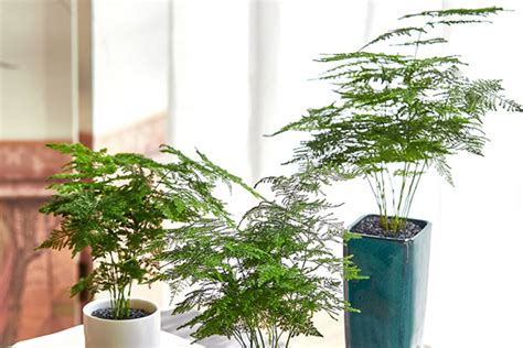 文昌植物|文昌位适合种哪些植物 室内文昌位放什么植物。